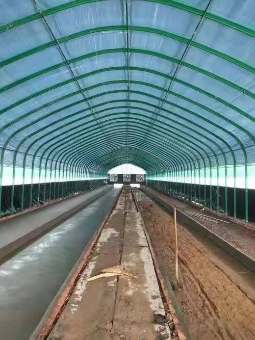 大棚養(yǎng)豬的建設方法吧